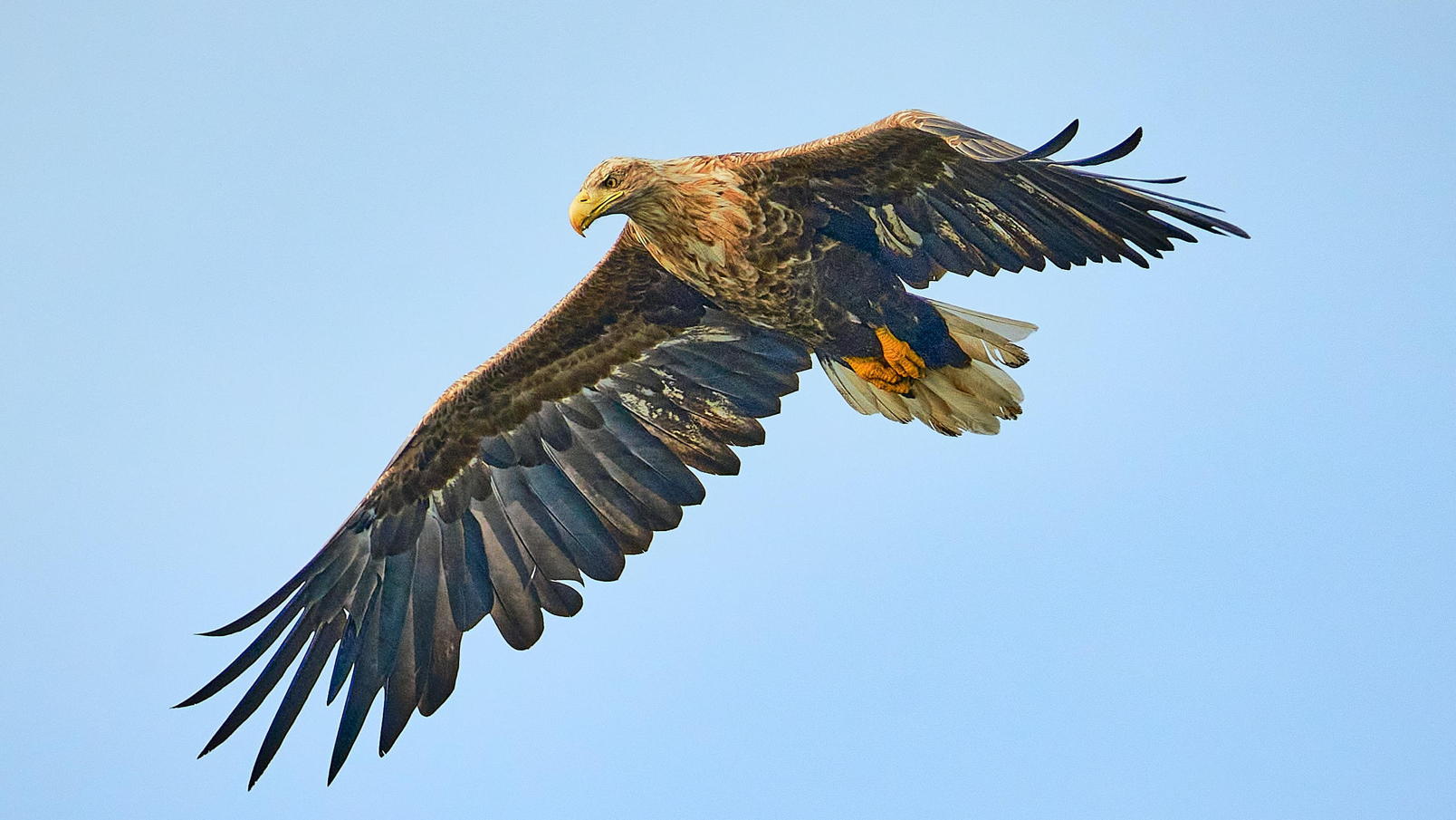 Raptor flying in a blue sky.